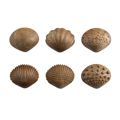 Eco Friendly Tactile Shells - Pack of 36