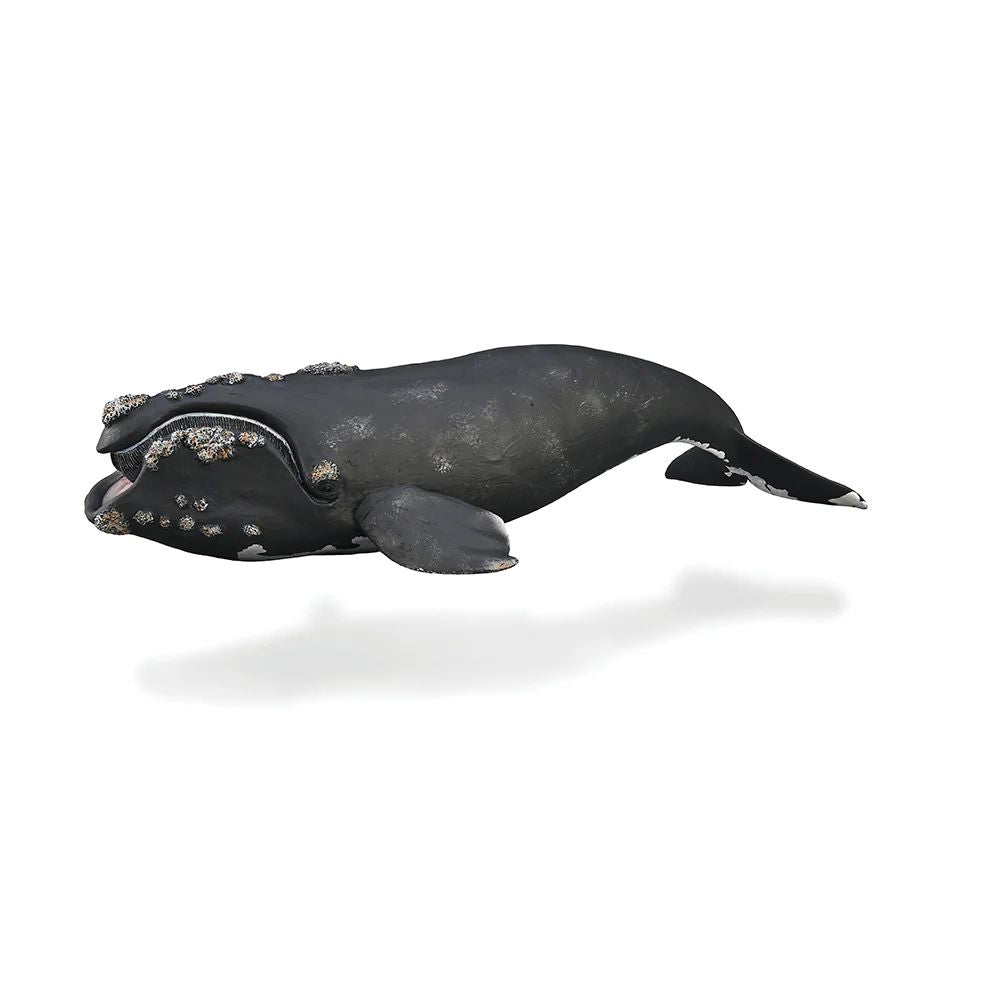 Right Whale - Hand-Painted Animal Figure