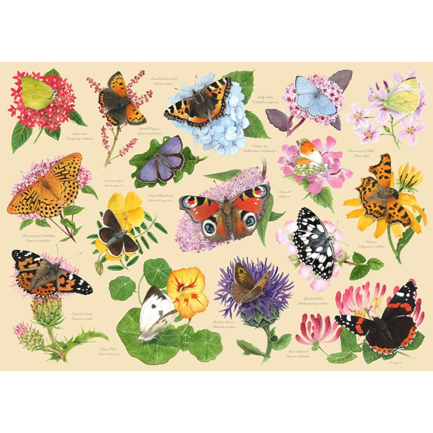 Garden Butterflies - 1000 Piece Jigsaw Puzzle-The House of Puzzles-Yes Bebe