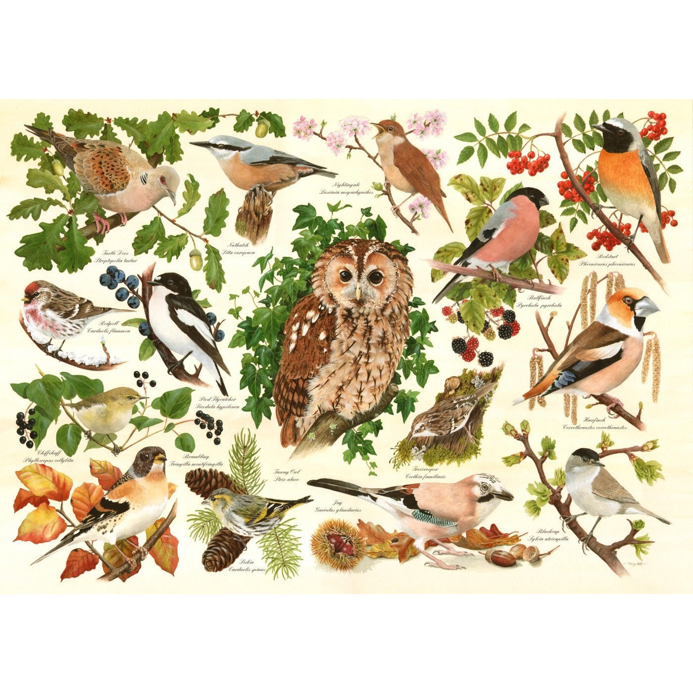 Woodland Birds - Big 500 Piece Jigsaw Puzzle-The House of Puzzles-Yes Bebe