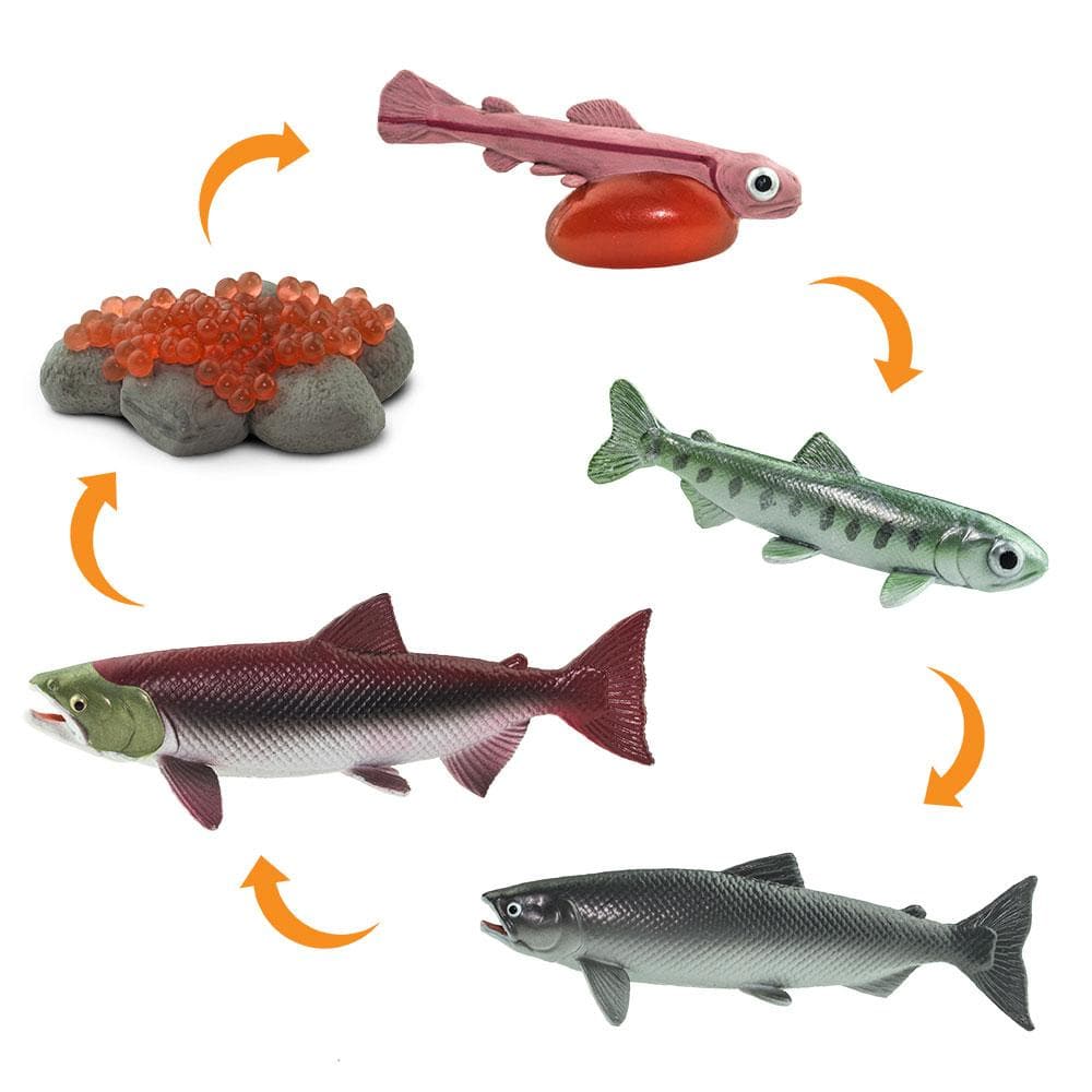 Life Cycle of a Salmon Safariology® Small World Figures