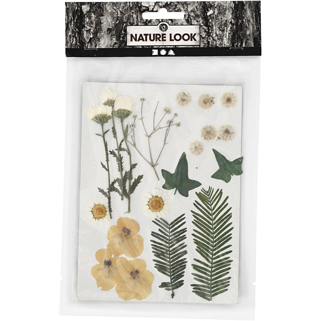Decorative Pressed Flowers & Leaves - Off White