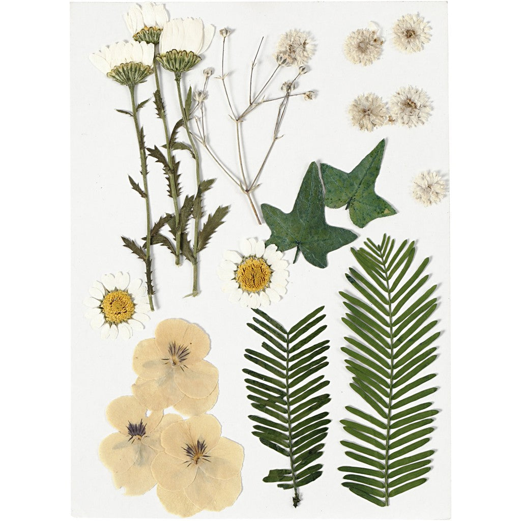 Decorative Pressed Flowers & Leaves - Off White