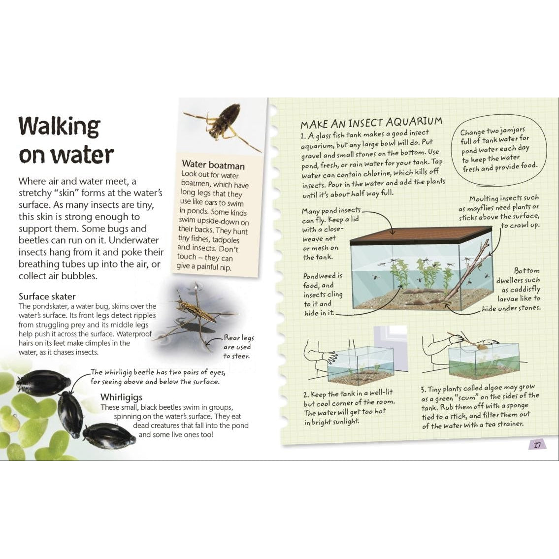 Insects and Spiders: Explore Nature with Fun Facts and Activities