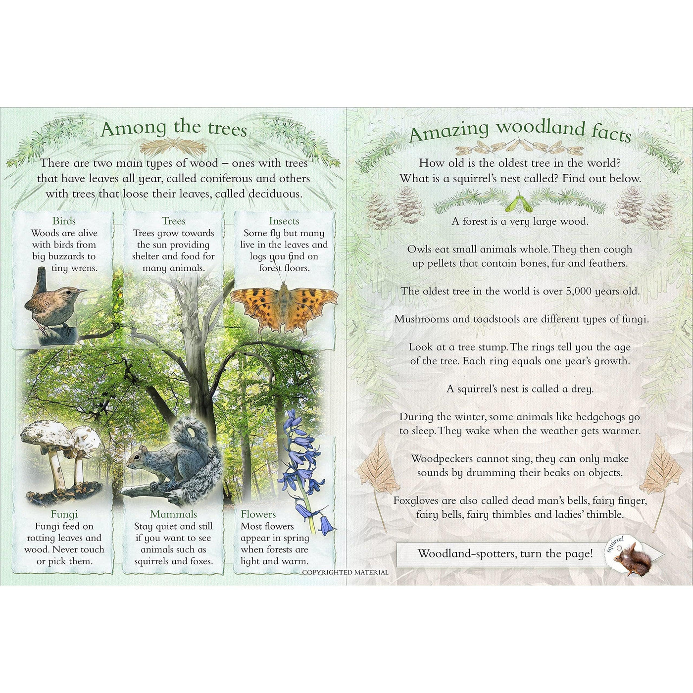 Let’S Look In Woodland Wildlife A Spot And Learn Book - Caz Buckingham & Andrea Pinnington