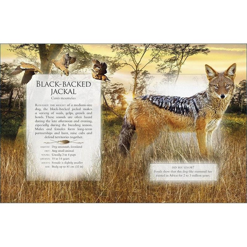 Little Book Of Safari Animal Sounds - Caz Buckingham & Andrea Pinnington