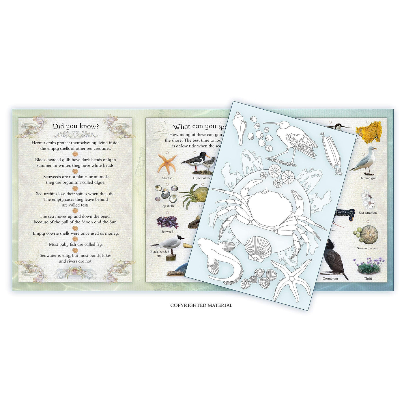 Seashore Activity Pack: Part Of The Activity Pack Nature Series For Children Aged 3 To 8 Years - Caz Buckingham