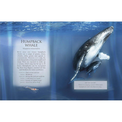 The Little Book Of Ocean Animal Sounds (Sound Book) - Caz Buckingham & Andrea Pinnington