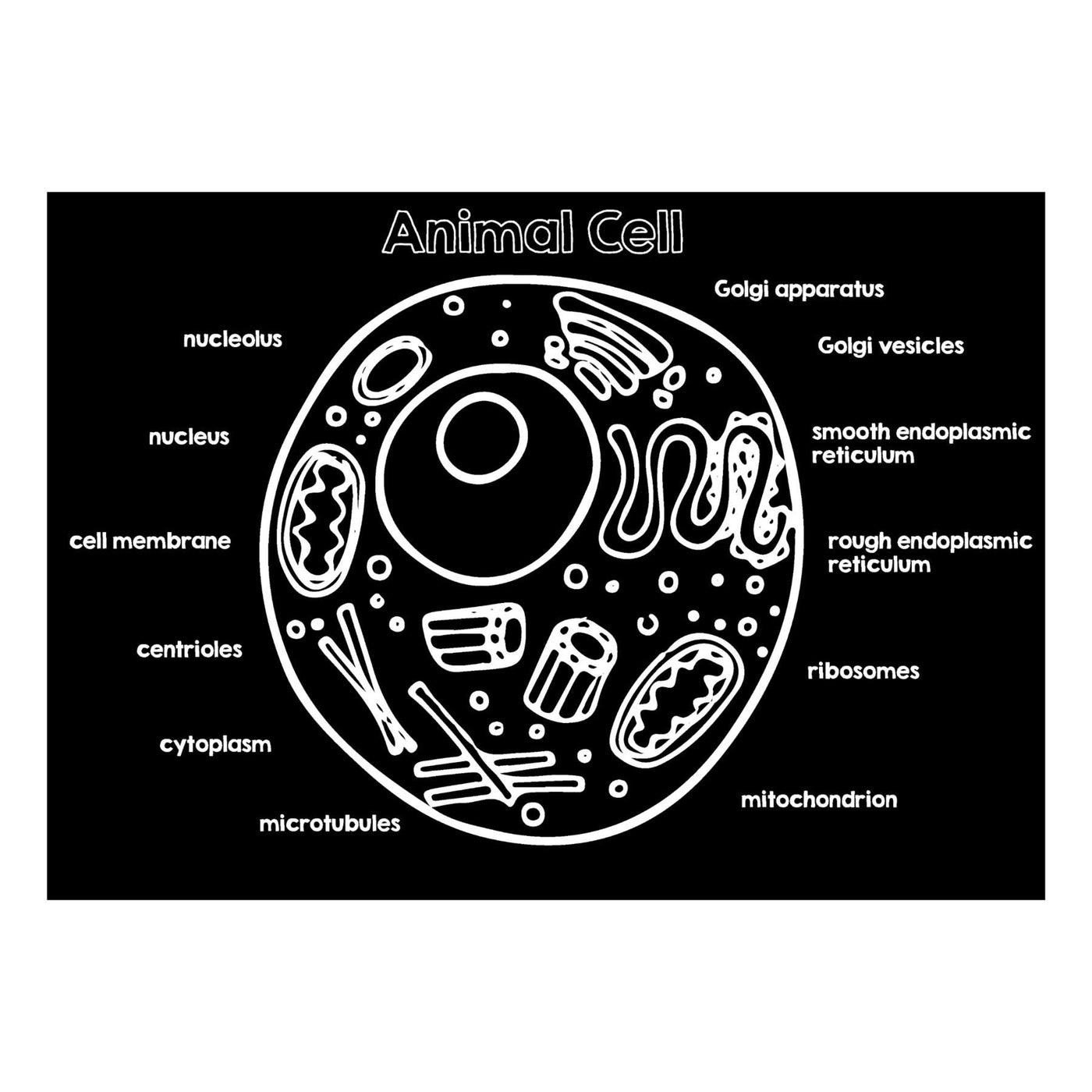 Reusable Chalkboard Placemat - Animal Cell