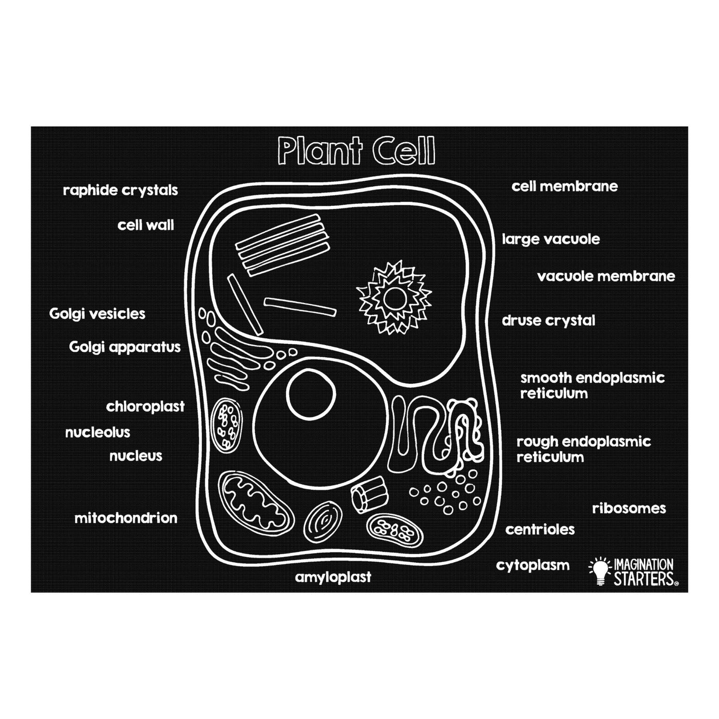 Reusable Chalkboard Placemat - Plant Cell