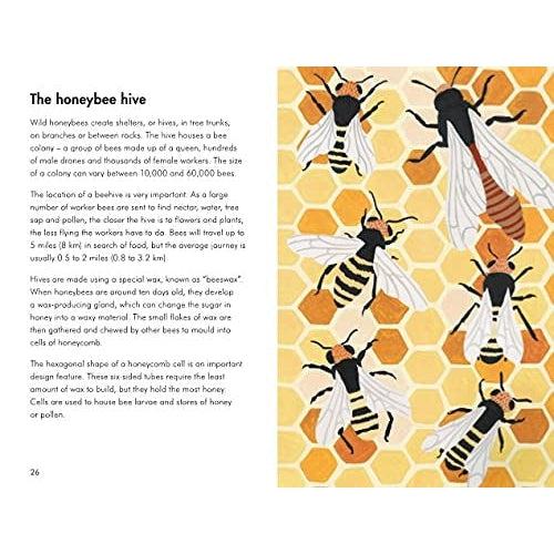 A Ladybird Book: Insects and Minibeasts