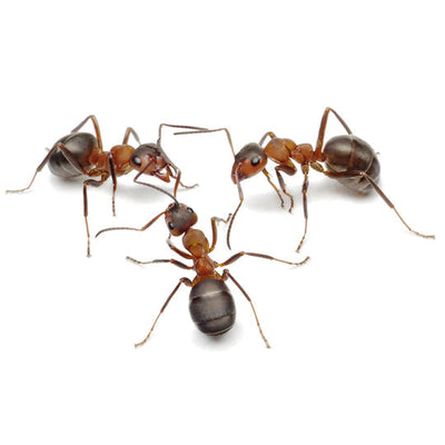 My Living World Ant World Explorer Activity Kit