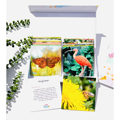Beautiful Birds & Insects from around the World (Lesser-known Facts) - Mini Set of 20 Cards