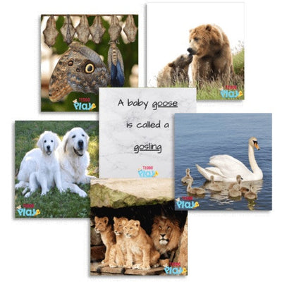 Teddo Play Animals & Their Young - Educational Learning Cards Set of 40