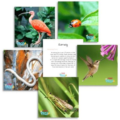 Teddo Play - Birds & Insects (Lesser-known Facts Edition) Set of 40 Learning Cards.
