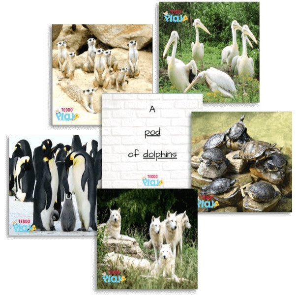 Teddo Play- Educational Learning Animal Groups (Collective Nouns) Names - Set of 40 Learning Cards