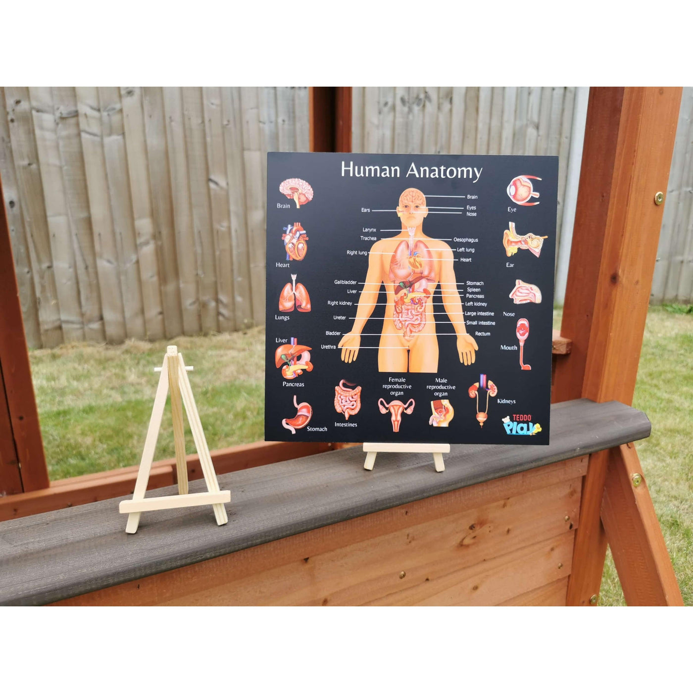 Teddo Play - Human Anatomy Portable Educational Poster Board with Stand