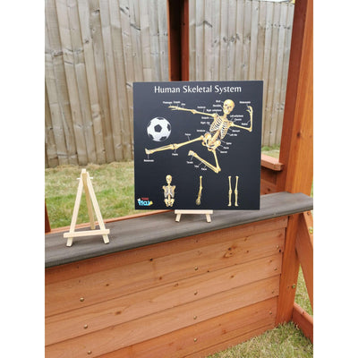Teddo Play - Human Skeletal System Portable Educational Poster Board