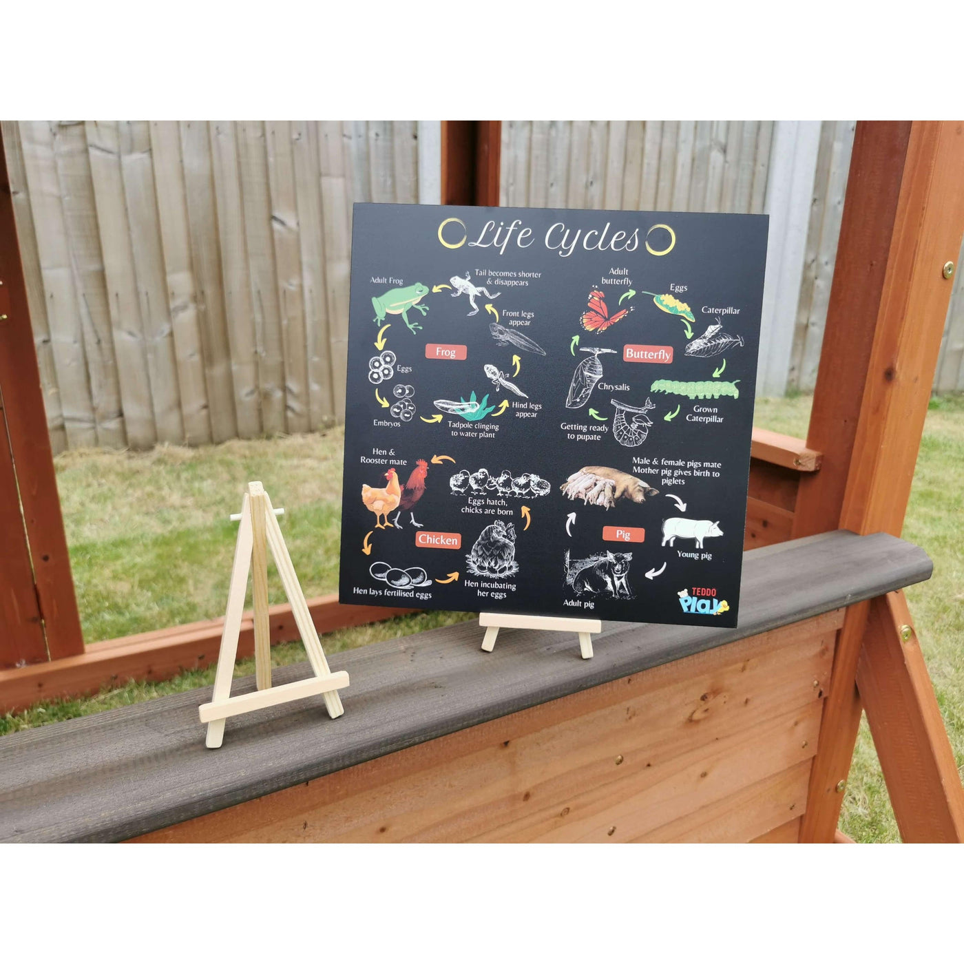 Teddo Play - Life Cycle Portable Educational Poster Board with Stand