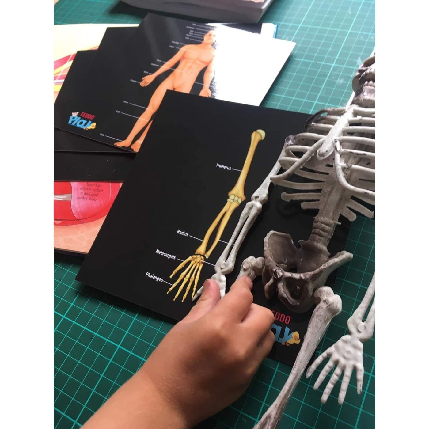 Teddo Play Our Bodies Inside and Out (Organs, Body Parts and Skeleton) - Set of 40 Educational Learning Cards