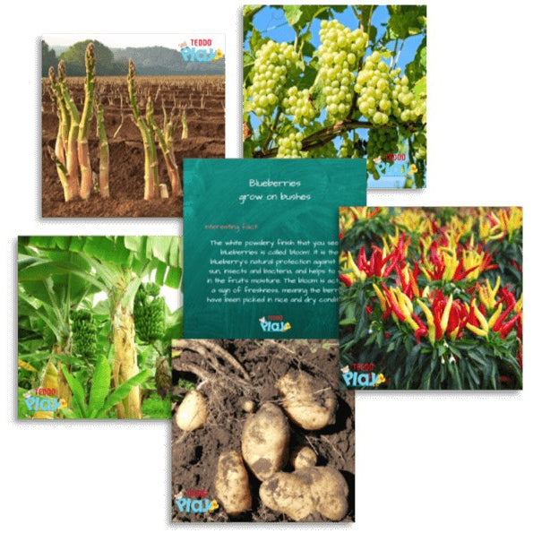 Teddo Play - Where Food Grows (Lesser-known Facts) Fruit & Vegetables - Educational Learning 40 Card Set