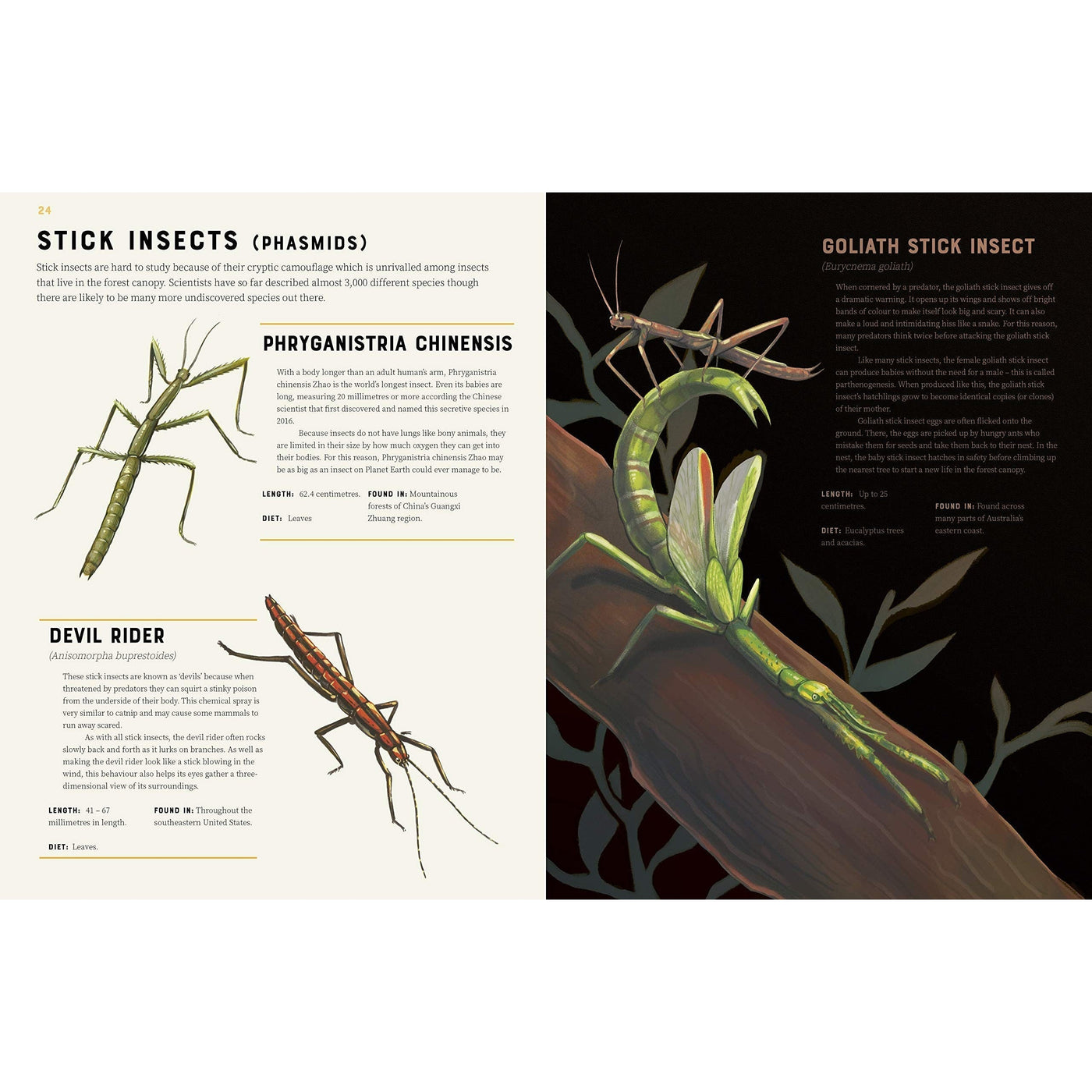Encyclopedia Of Insects