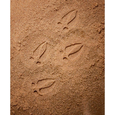 Let's Investigate - Woodland Footprints