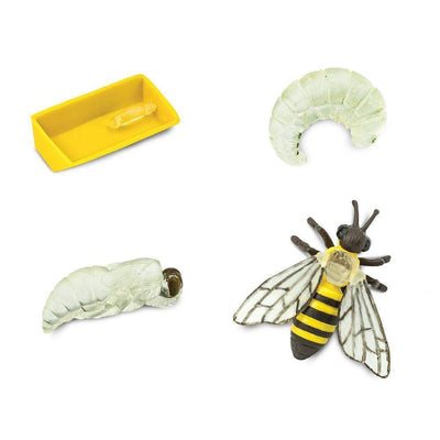Life Cycle of a Honey Bee Safariology® Small World Figures